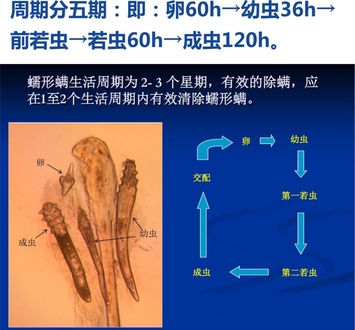 人群体表感染率很高,寄居人眼睑的蠕形螨分二种,毛囊蠕形螨和皮脂蠕形